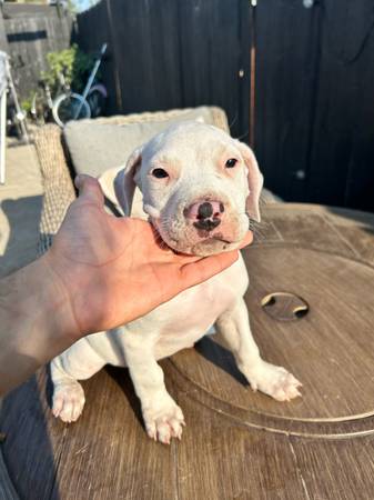 American bully XL pups (Sacramento)63848769503235123