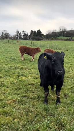 Black Angus Bulls and Heifers 1
