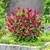 Flowering Shrubs, Ornamental Shrubs, Bushes Evergreen Shrubs 4 thumbnail
