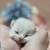Munchkin kitten 5 thumbnail