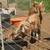 Boer Buckling’s Available NOW BEAUTIFUL COLORS 22 thumbnail