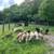 Farmette/ Dog kennel/ Hatchery Koi 12 thumbnail