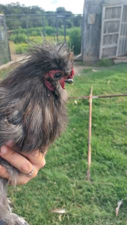 Silkie Chickens Rooster Chicken 1