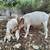 Nanny goat doe 3/4 Nubian 1/4 boer 5 year old 7 thumbnail