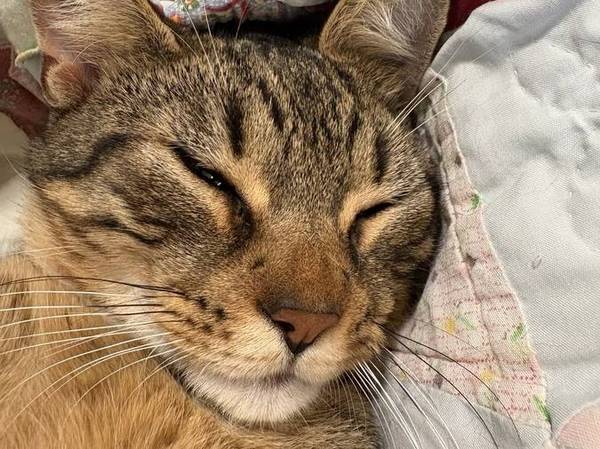Experienced Cat Sitter – Background Checked 1
