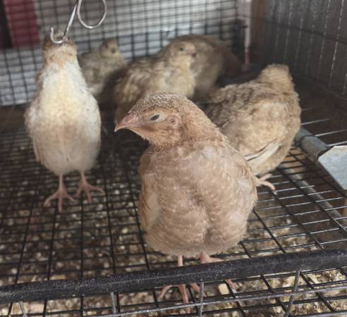 Coturnix Quail Jumbo Celadon Juveniles NPIP 1
