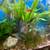 30 gallon aquarium / fish tank with sword fish - complete set up 2 thumbnail
