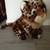 Large/Small Stuff Animals Etc. 6 thumbnail