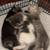Kittens 3 thumbnail