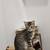 Kitten looking for Forever Home 5 thumbnail
