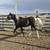 2 yo Paint Colt / Horse 4 thumbnail