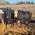 Bred Beef Cows 1 thumbnail