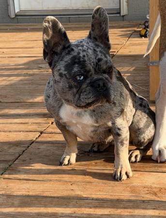 Frenchie AKC Registered 1