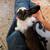 Bunny rabbit conejo noneja domesticada tamed 6 thumbnail