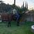 Horse /caballo 8 thumbnail