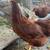 Guineas, Chicks, Chickens, Hens, Pullets, Poults, Poultry 7 thumbnail