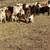 Boer Goat commercial herd 4 thumbnail