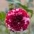 Potted Dahlias 1 thumbnail