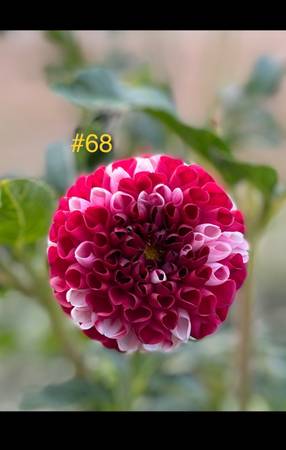 Potted Dahlias 1