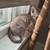Free kittens 2 thumbnail