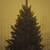 Christmas Tree Oregon 6' ft high 2 thumbnail