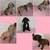 American Bully 1 thumbnail