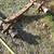 Axle DOUBLE BEAM WALKING  axle, (OBO), reasonable offer?? 6 thumbnail
