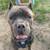Male cane corso 2 thumbnail