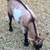Goats Nigerian Dwarf LovesPeople Horses Dogs Weed Eaters 1 thumbnail