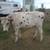 Steers 18 thumbnail