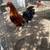Roosters 7 thumbnail