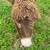 Mini Jack Donkey 3 thumbnail