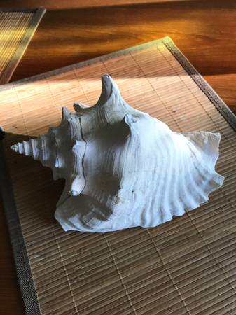 Conch shell 1