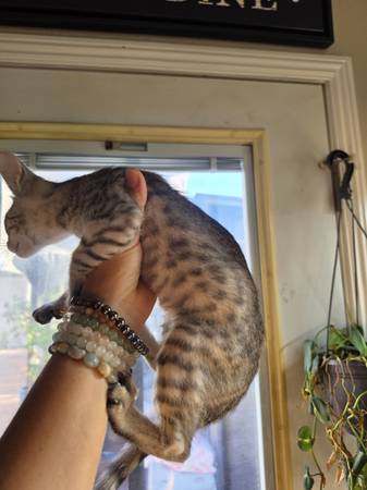 Kittens Savannah (Lawndale)600380226604247042