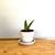 Assorted Household Plants! 8 thumbnail