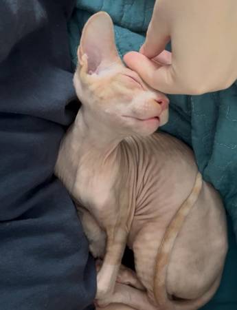 Sphynx male 1