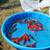 koi fish, fruit trees, and equipment 21 thumbnail