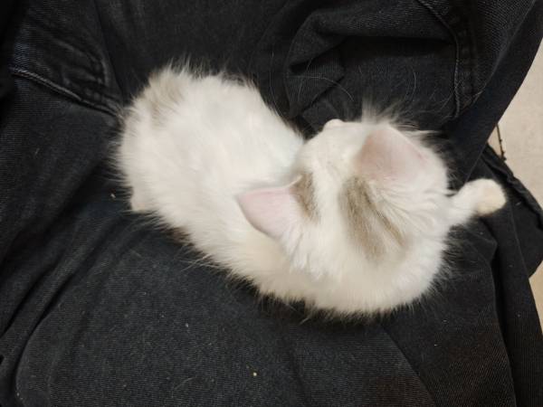 Ragdoll kitten 1