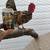 Kikiriki chickens micro minis (RARE) 8 thumbnail