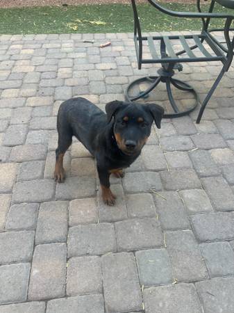 rott puppy 1