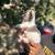 Tiny Frenchie Pups 2 thumbnail