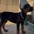European Doberman pup 4 thumbnail