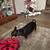 Friendly young female cat to good home - we can deliver 4 thumbnail