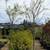 Palo Verde Tree 1 thumbnail