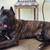 Cane corso 2 thumbnail