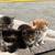 Free kitten rehoming 5 thumbnail