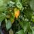 Habañero Pepper Plants - full of hot hot peppers! 1 thumbnail