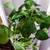 Healthy plant in a large pot 2 thumbnail