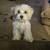 6mo Maltipoo 4 thumbnail