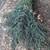 Eucalyptus 2 thumbnail